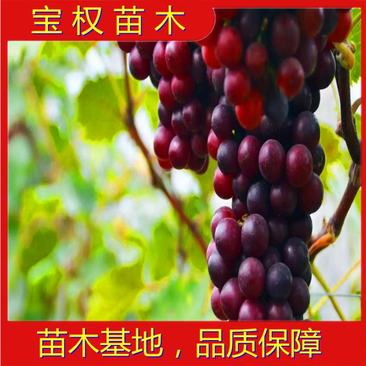 辽宁新品种夏黑葡萄苗 口感好成活率高