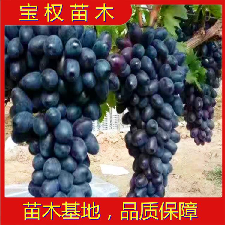 辽宁紫甜无核扦插葡萄苗 望海乡葡萄苗基地