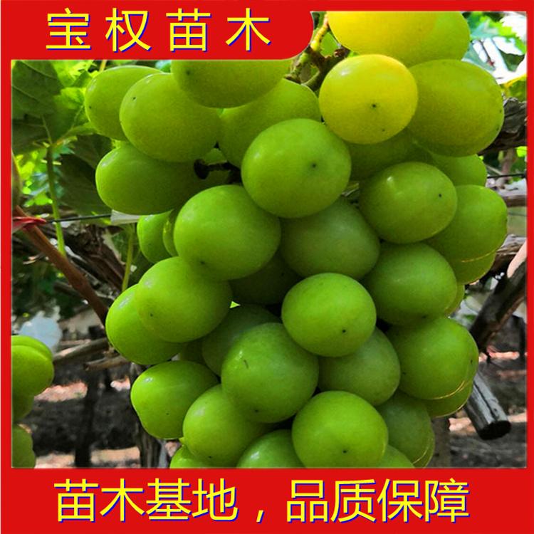 辽宁阳光玫瑰葡萄苗  5BB根系 当年挂果品种好 