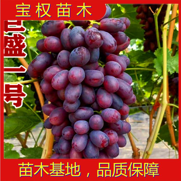 辽宁巨盛一号葡萄苗 极早熟葡萄苗 新品种