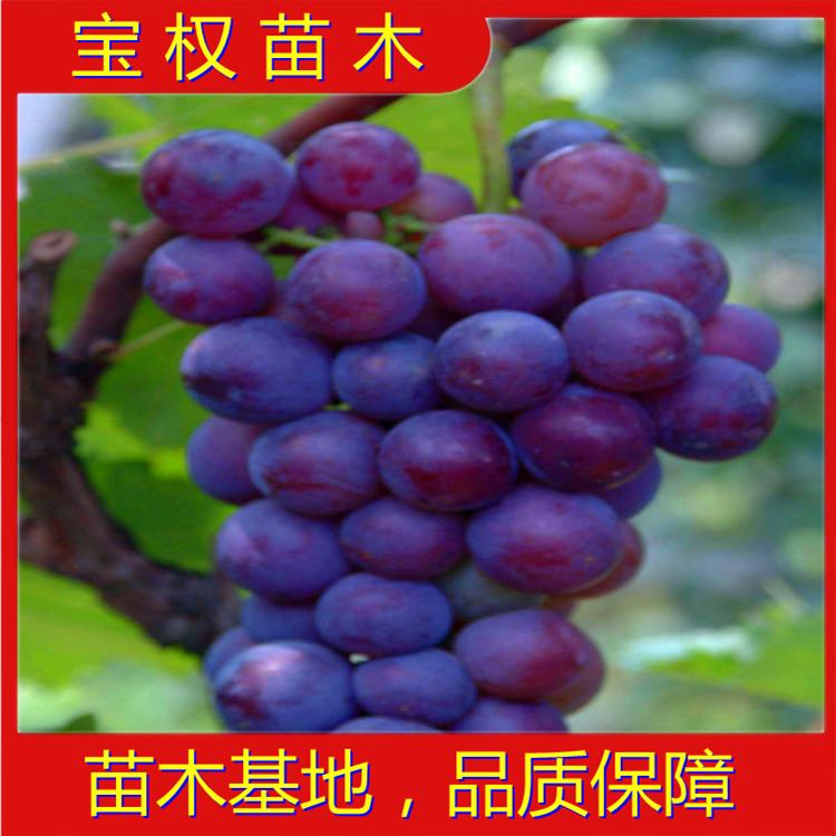 辽宁藤捻葡萄苗 藤捻葡萄苗批发 藤捻葡萄苗 藤捻基地 苗木基地