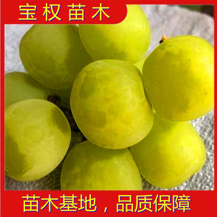 辽宁阳光13葡萄苗批发 望海乡葡萄苗基地直供