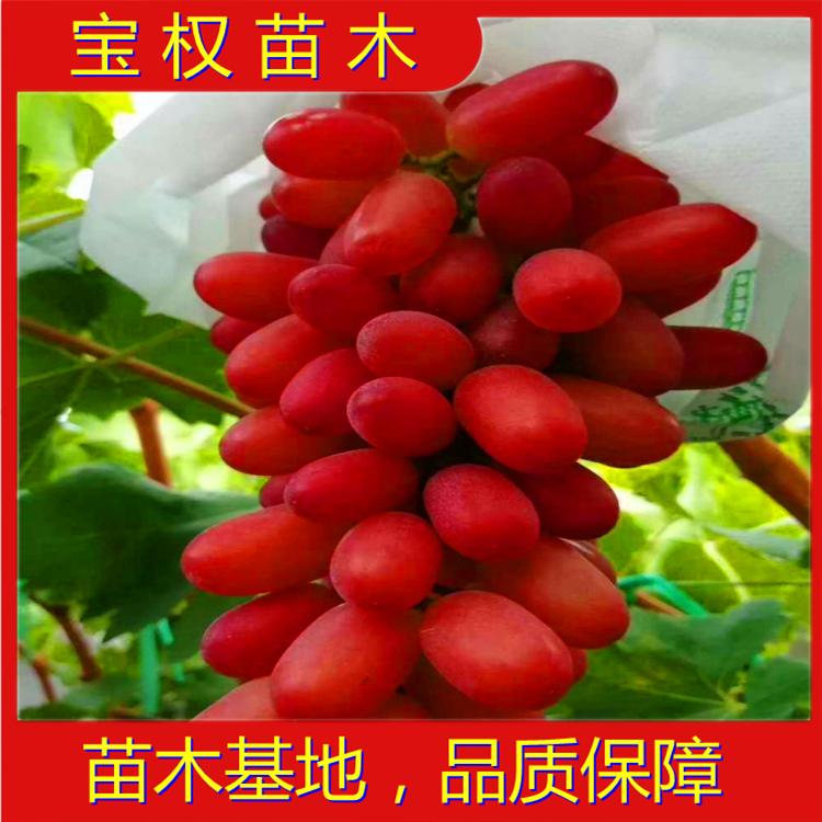 辽宁深红无籽葡萄苗 深红 无籽 苗圃直发