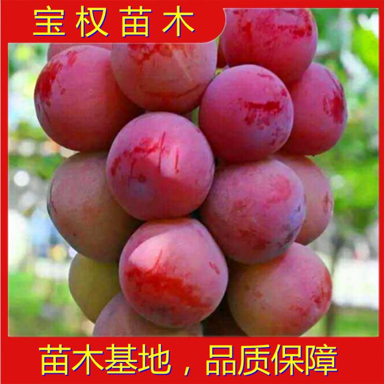 辽宁妮娜皇后葡萄苗基地 妮娜皇后葡萄嫁接苗 新品种
