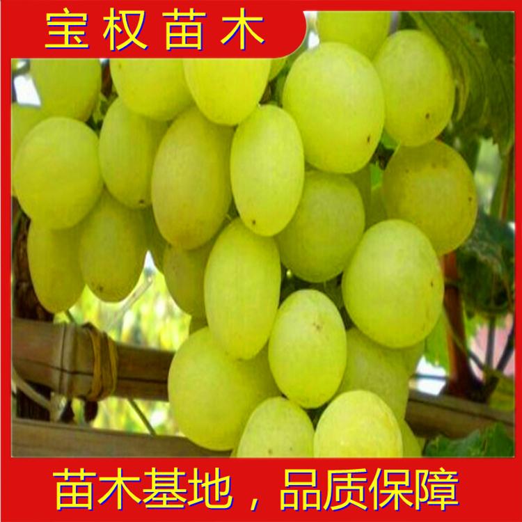 阳光玫瑰葡萄苗 葡萄苗包成活 苗圃直销