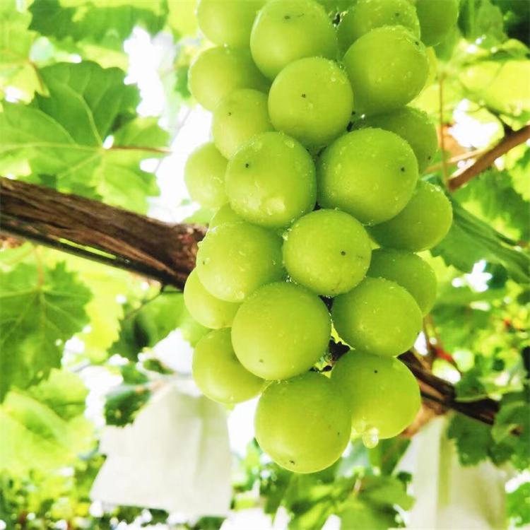 辽宁阳光玫瑰葡萄苗 葡萄苗包成活 苗圃直销