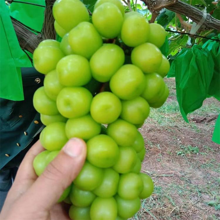 辽宁阳光玫瑰葡萄苗 裸根大苗 颗粒大 品种纯正