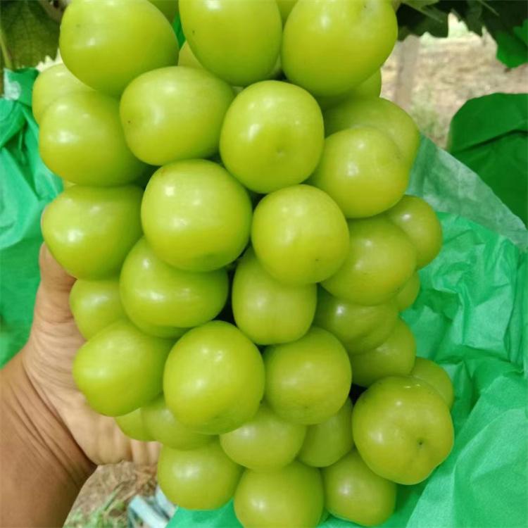 阳光玫瑰葡萄苗 葡萄苗包成活 苗圃直销