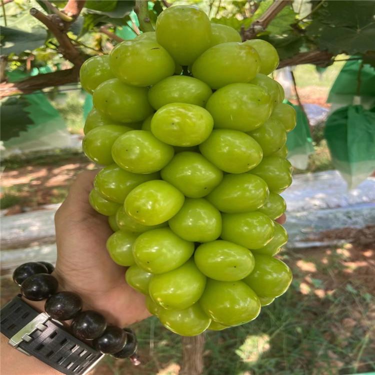 热销阳光玫瑰葡萄苗 脱毒根系嫁接苗 阳光玫瑰葡萄苗供应基地 品质优无病害好成活批发