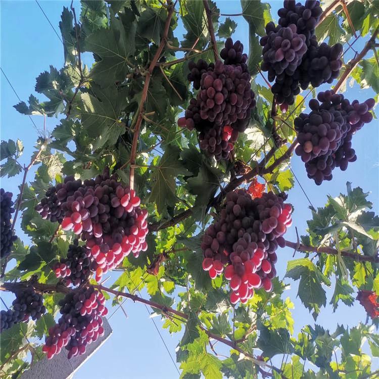 克伦生葡萄苗供应基地 新品种晚熟葡萄苗 秋丰 常年育苗 挂果率高  