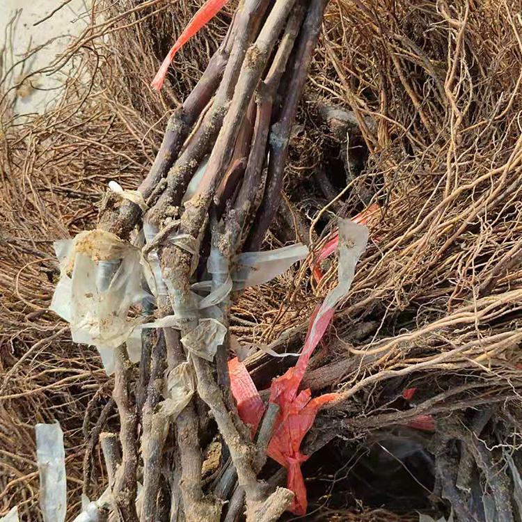 沙藏苗阳光玫瑰 沙藏葡萄苗 休眠性好 来年涨试旺