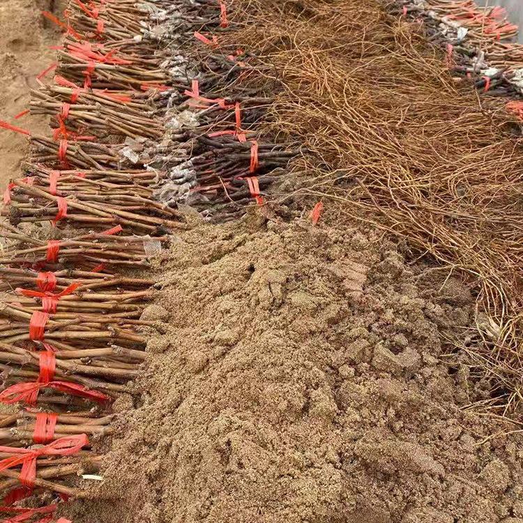 沙藏葡萄苗 优质地栽葡萄苗 葡萄苗基地批发 葡萄苗果大 成活率高