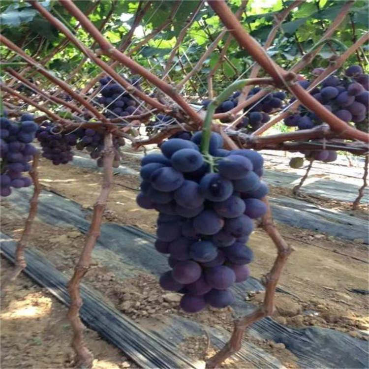 南太湖葡萄苗 南太湖特早葡萄苗批发 自有苗圃大量供应