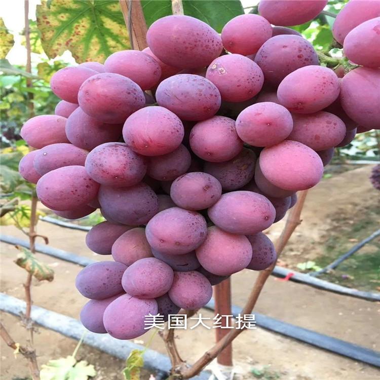 红提葡萄苗 美国大红提葡萄苗 红提种植苗批发