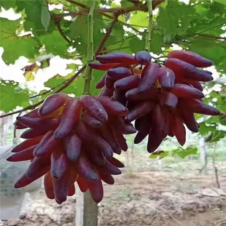 葡之梦葡萄苗 批发价格 辽宁葡萄苗基地