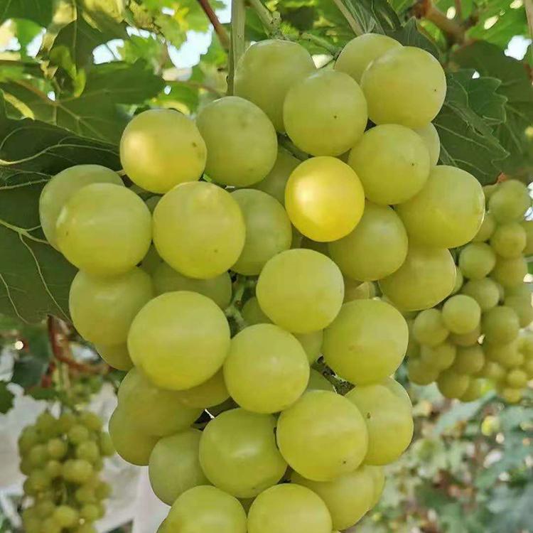 黄金蜜葡萄苗 葡萄苗批发价格 葡萄苗种植基地