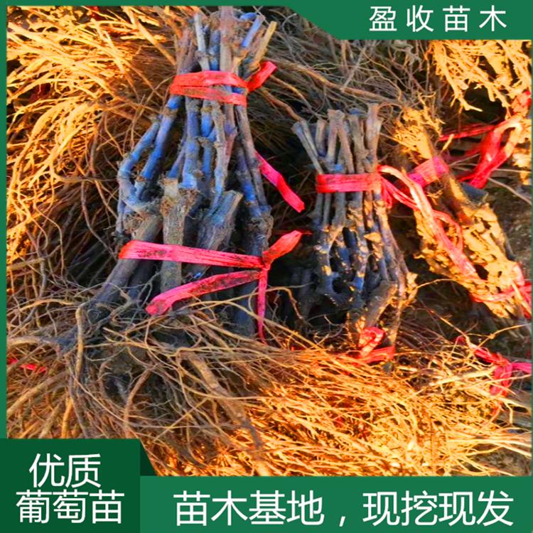 深红无籽葡萄苗厂家直供批量销售
