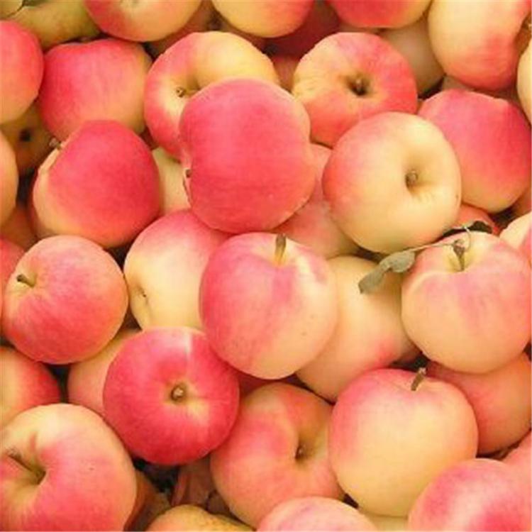 沈阳嘎啦苹果批发 脆香清甜 苹果量大从优