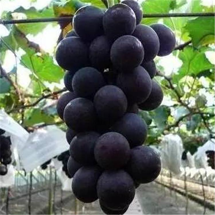 葡萄 苹果 梨子 各式各样水果批发零售 代收