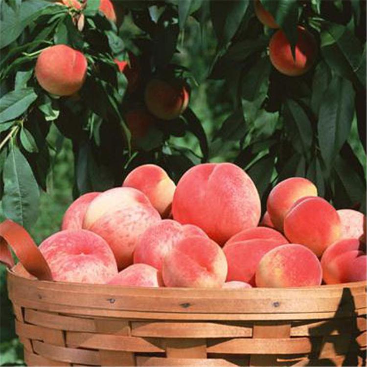 桃子 水蜜桃 毛桃 各式各样桃类批发代收