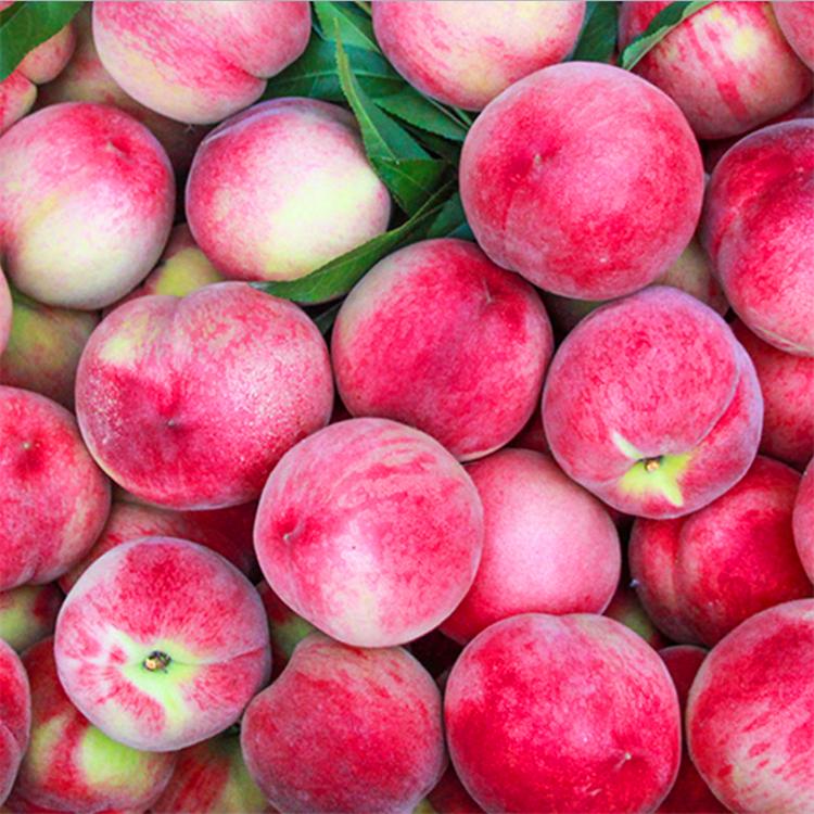桃子批发 特产桃子批发 肉质细腻 量大从优 