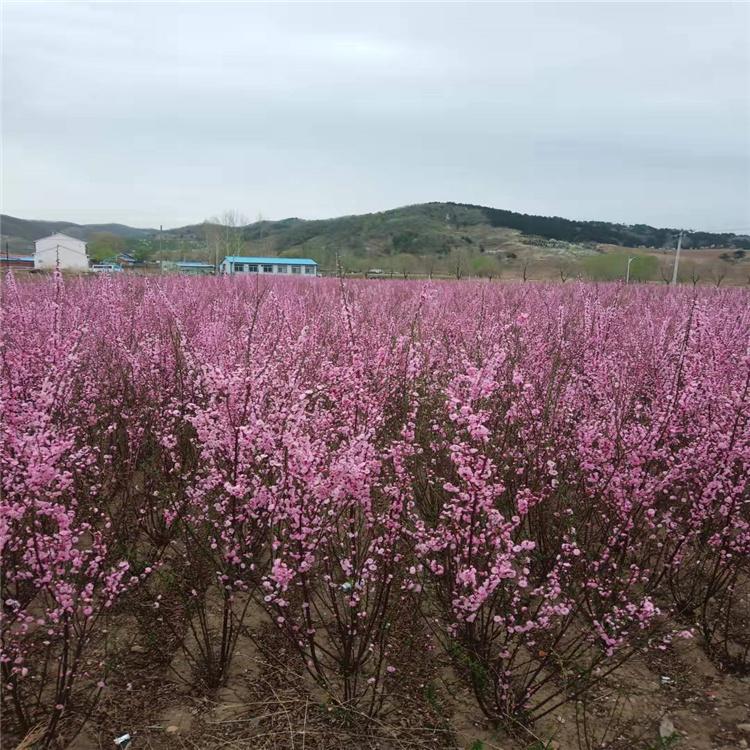 榆叶梅花瓶 嫁接榆叶梅树苗 造型优美成活率高