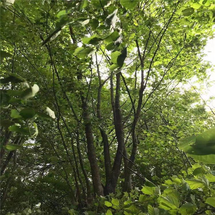 丛生五角枫 工程用树五角枫 基地批发 大量供应