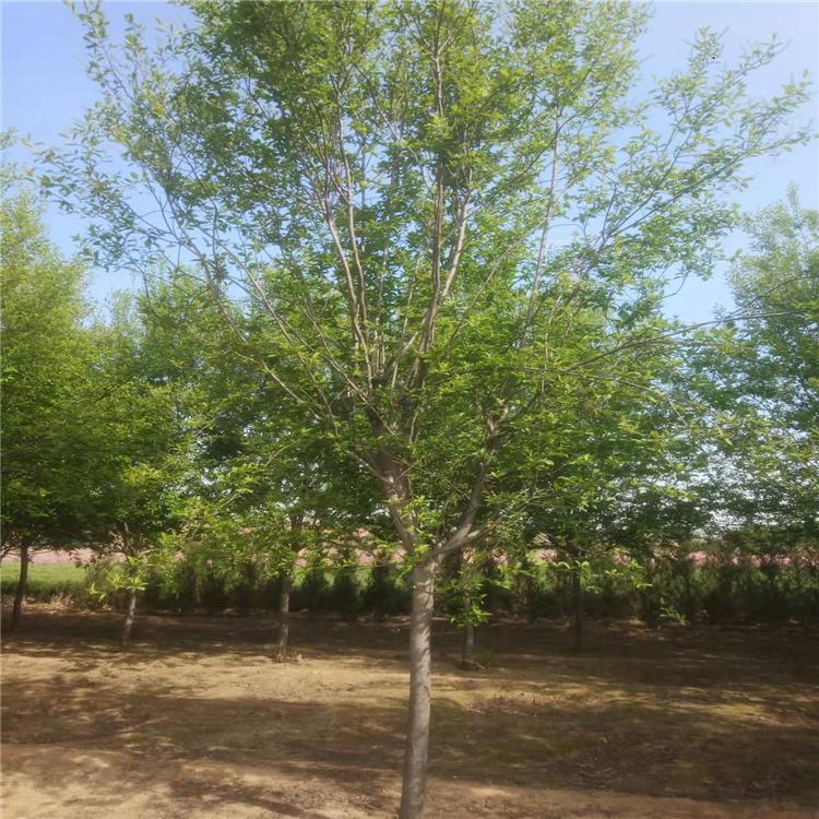 稠李 臭李子 稠李价格 质量放心可靠