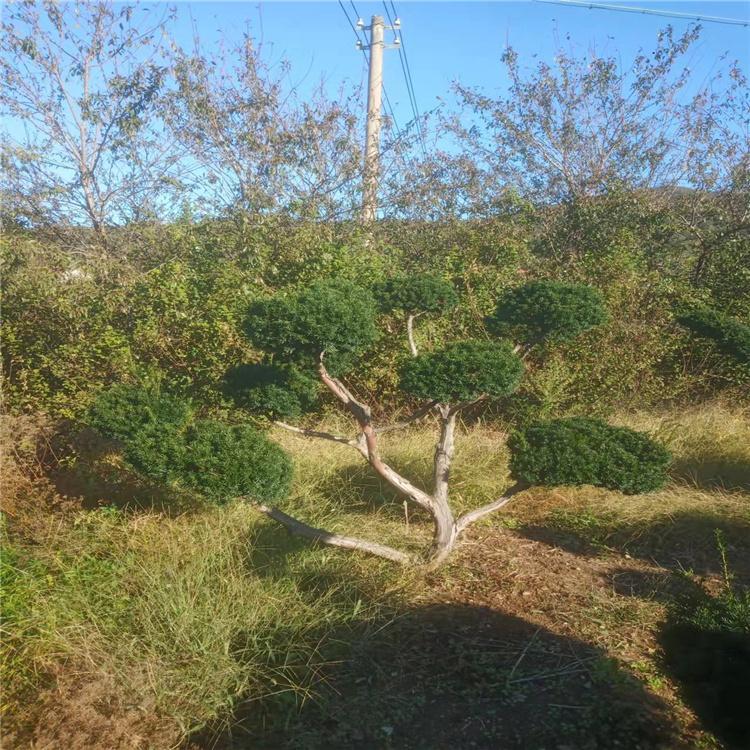 红豆杉造型 东北红豆杉 苗圃大量批发 造型绿化