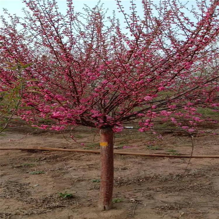 京梅 基地直销 大量现货批发 成活率高