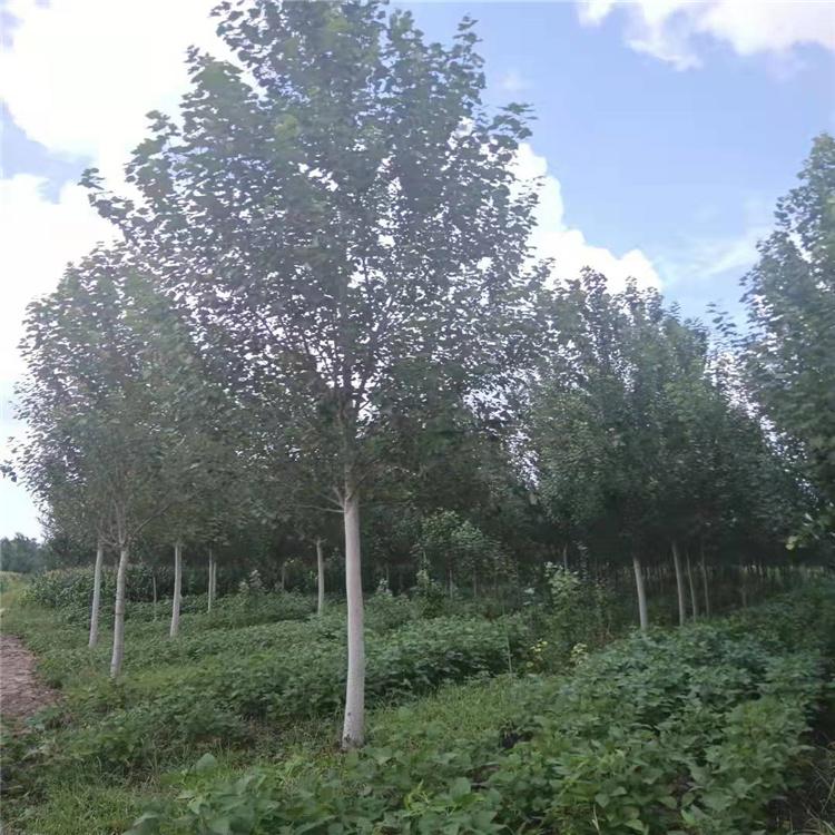 银中杨 树姿优美 叶大型 银白杨树
