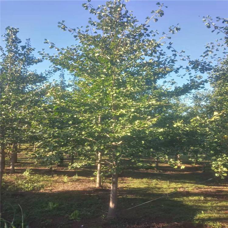 银杏 银杏树价格 银杏小苗基地 现货供应量大价优