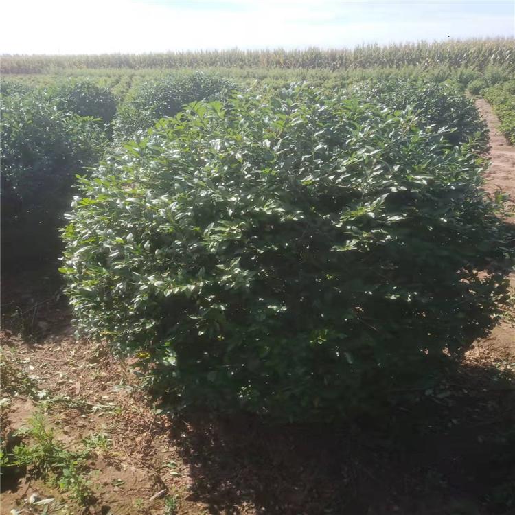 水蜡球 优质供应耐寒水蜡球 灌木园艺绿化树现货直发