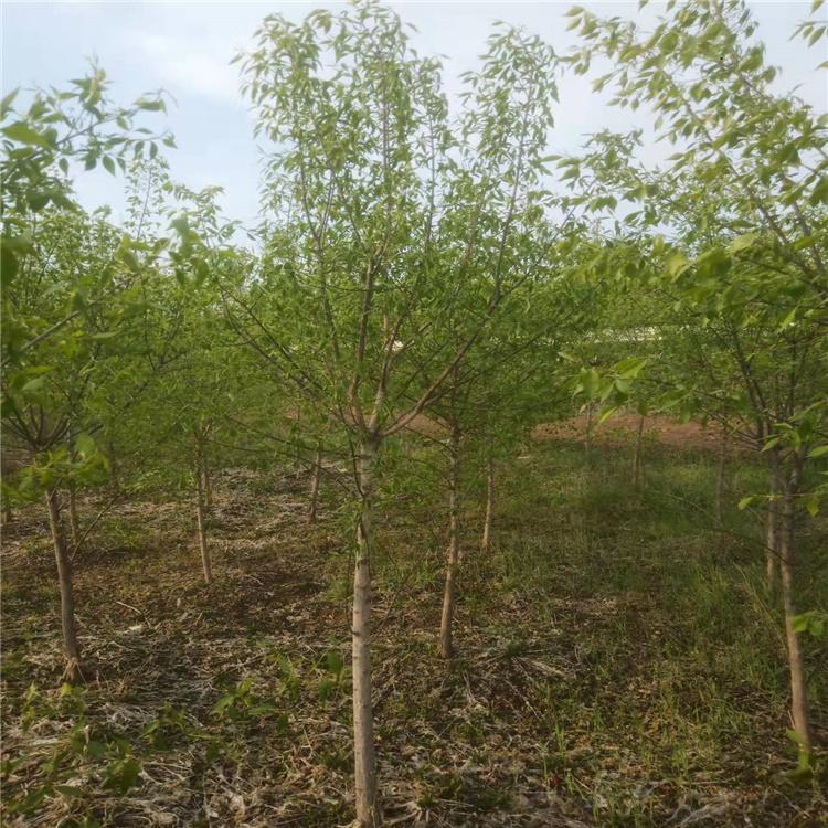 桃叶卫矛 丝绵木 金叶丝棉木 8-15公分丝绵木 冠幅大 价格低