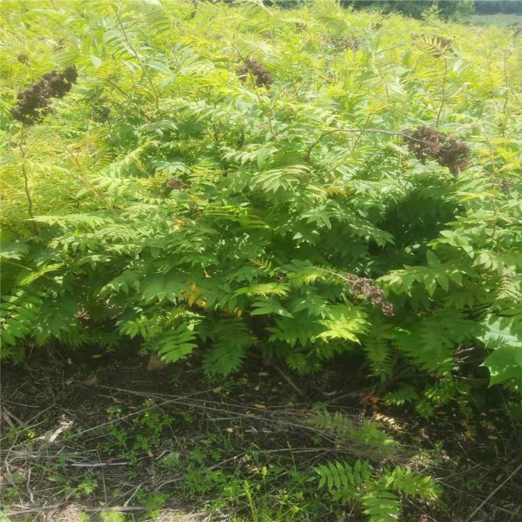 珍珠梅 园林景区绿化 工程绿化景观植物 美观移栽