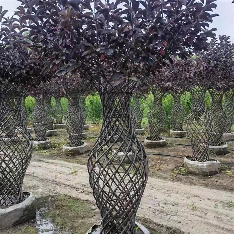 紫叶稠李花瓶 丛生紫叶稠李 苗圃常年供应观赏树