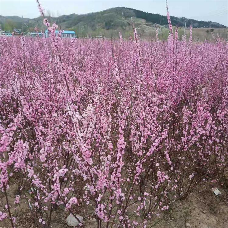 榆叶梅绿化苗木 园林绿化观花苗木 道路绿化工程树种