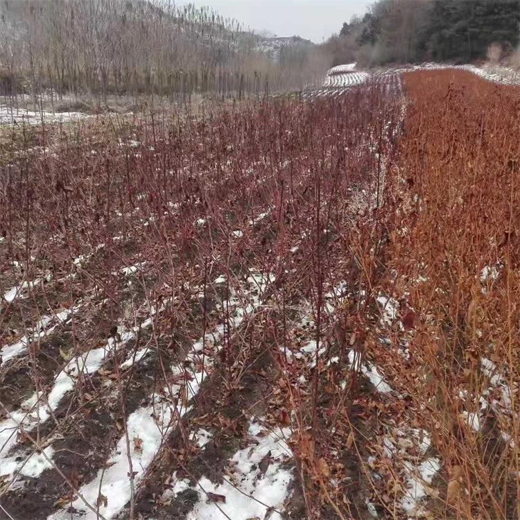 紫叶风箱果 金叶风箱果绿化苗木 建圃小苗批发 云枫苗木