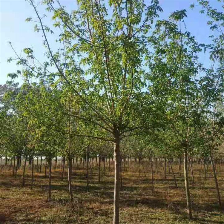 金叶复叶槭 唐槭 云枫苗木