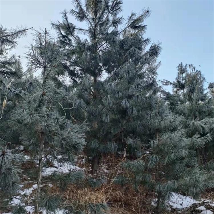 果松树 红松树 东北华山松树 3到6米 云枫苗木