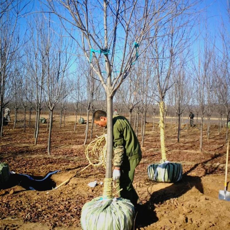 紫叶稠李9公分价格 彩叶乔木辽宁采购基地 彦涛苗圃