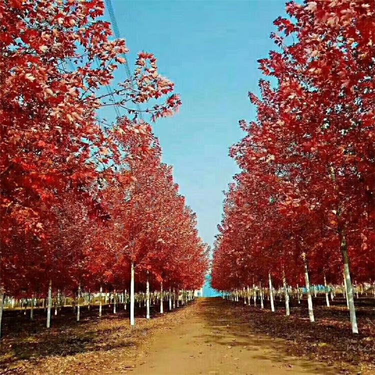 美国红枫 城市绿化工程苗木 优质美国红枫 道路行道树