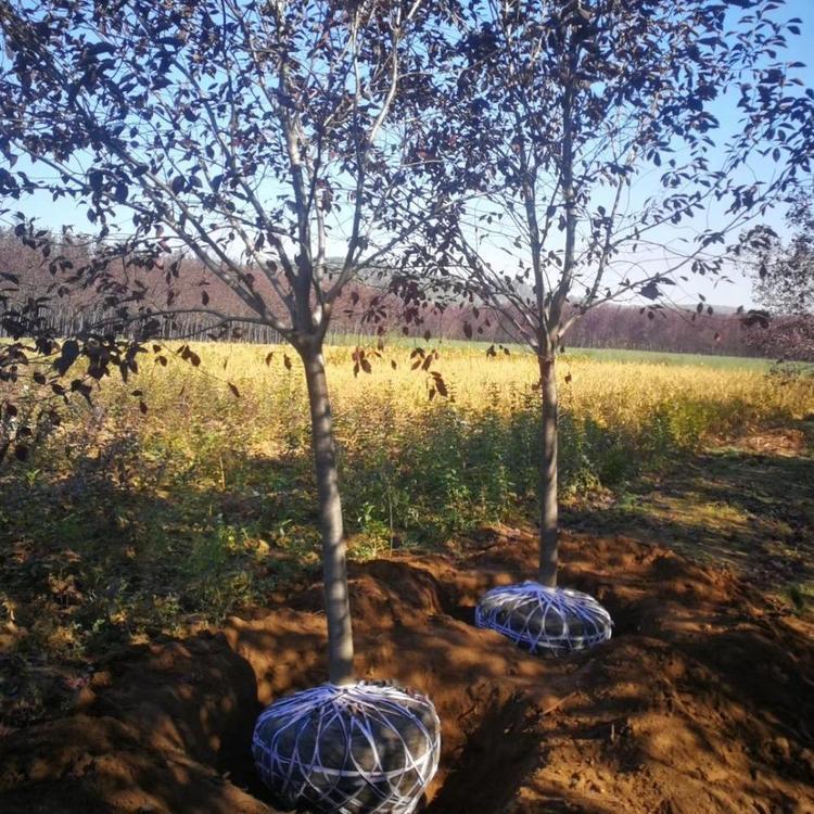 紫叶稠李9公分价格 彩叶乔木辽宁采购基地 彦涛苗圃