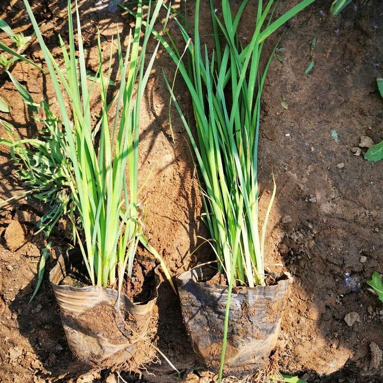 辽宁地被花卉 彦涛苗圃 马蔺杯苗批发 产地直供60万杯 马蔺杯苗价格