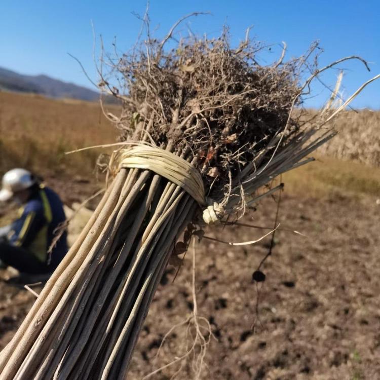 园林紫穗槐苗 地径0.3至0.8公分 基地直销