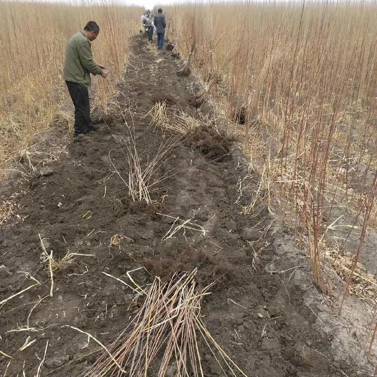 彦涛苗圃 柳树小苗 高度1.5米 柳树价格 旱柳小苗