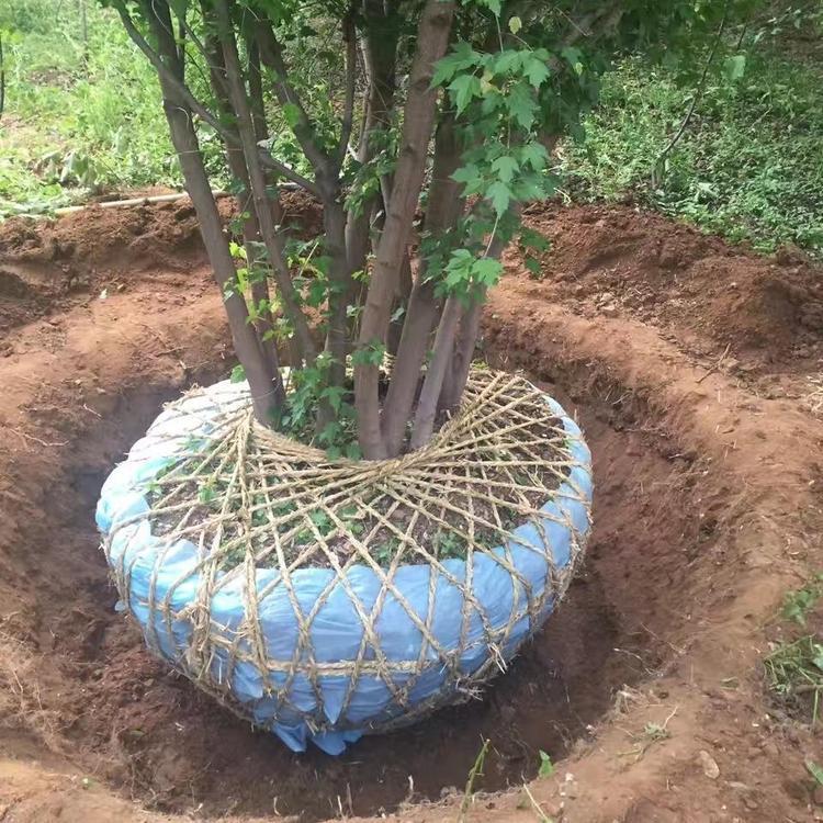 丛生茶条槭价格 彦涛苗圃 辽宁丛生茶条槭采购基地 产地供应