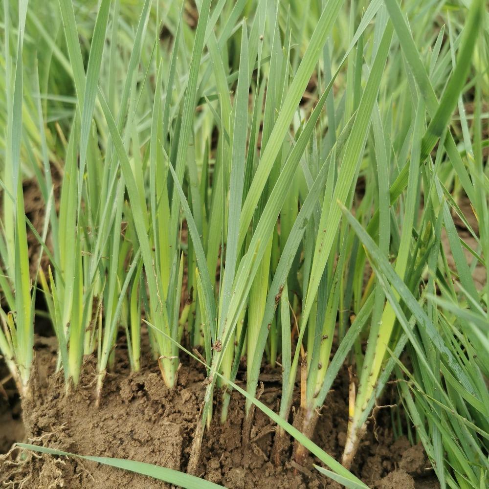 马莲花 彦涛苗圃 马莲花苗 马莲花苗杯苗 马莲花苗价格