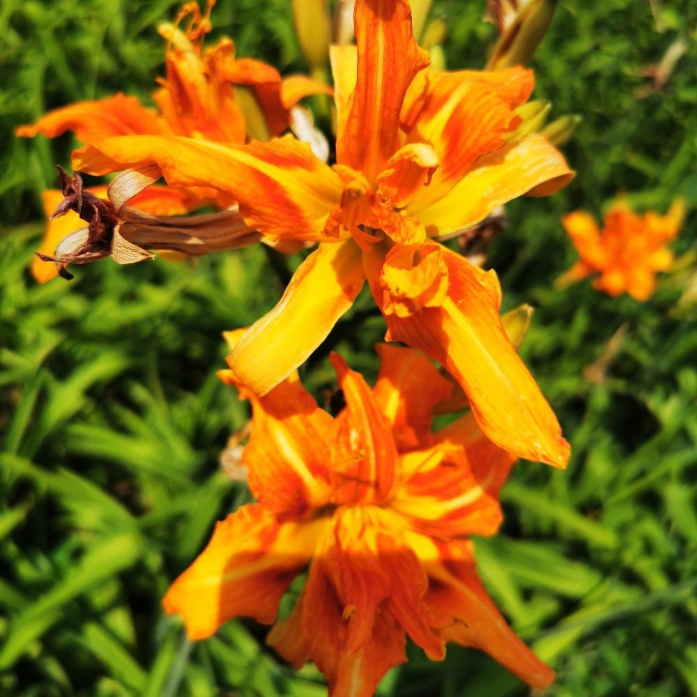 大花萱草苗木价格 乡村绿化花卉价格 彦涛苗圃 