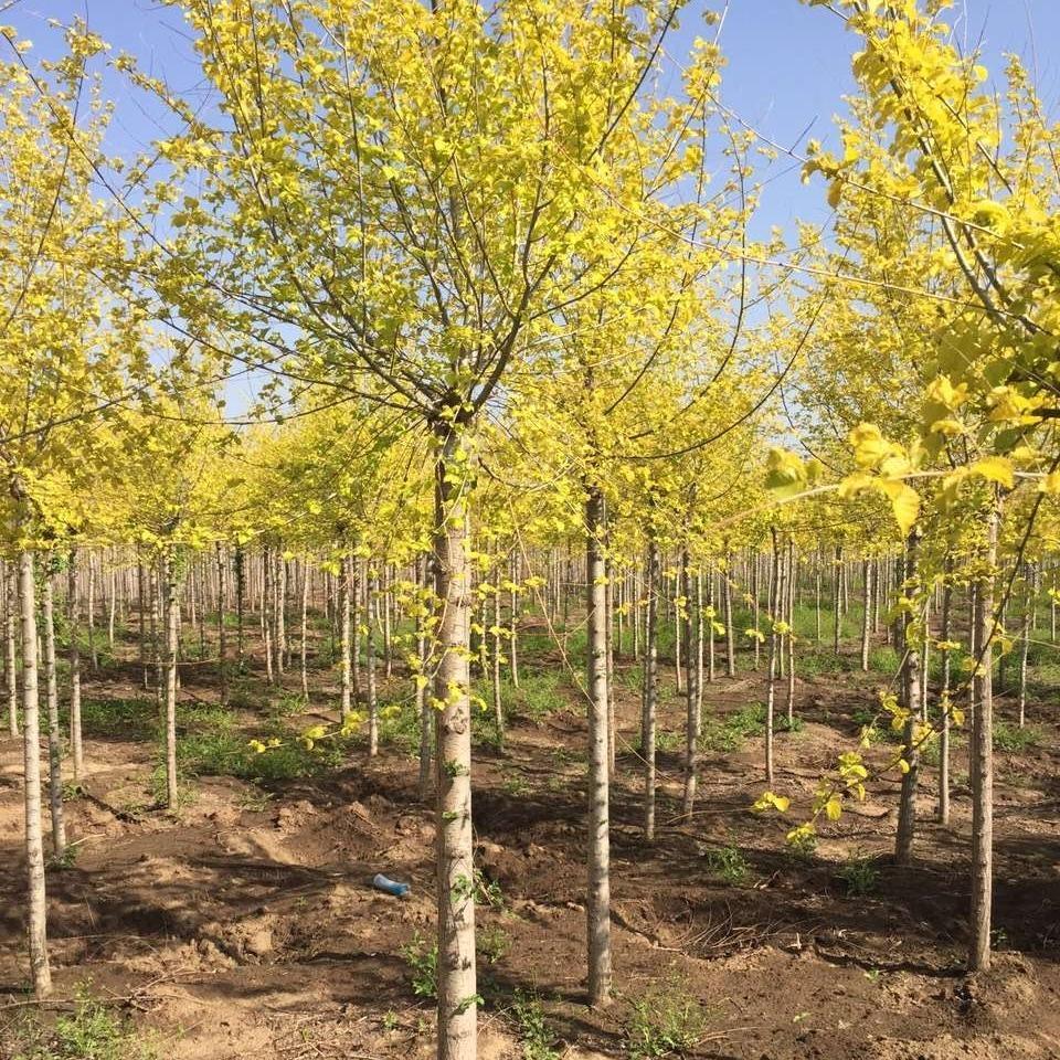 金叶榆树 金叶榆价格 金叶榆树3公分价格 彦涛苗圃 